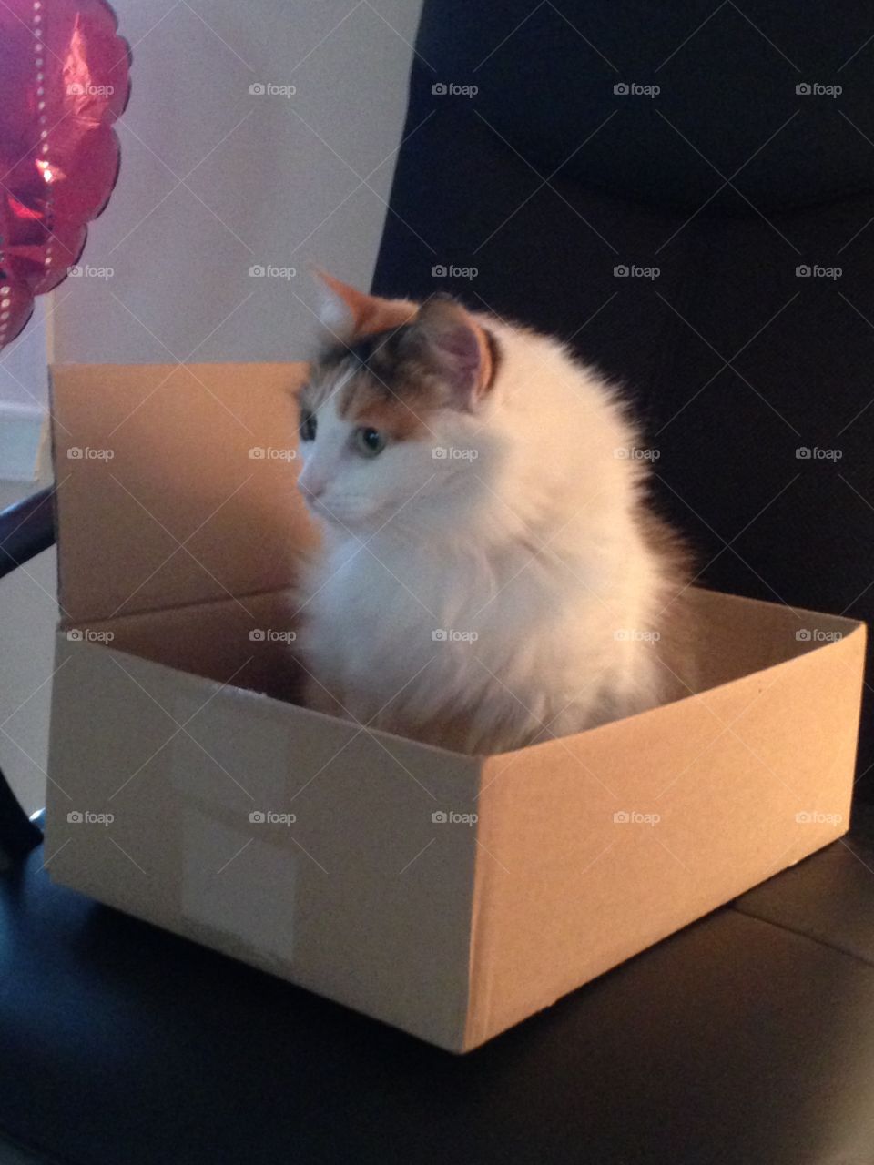 Calico cat in a box