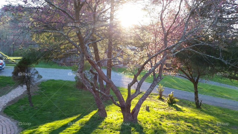 Sun shining through the trees