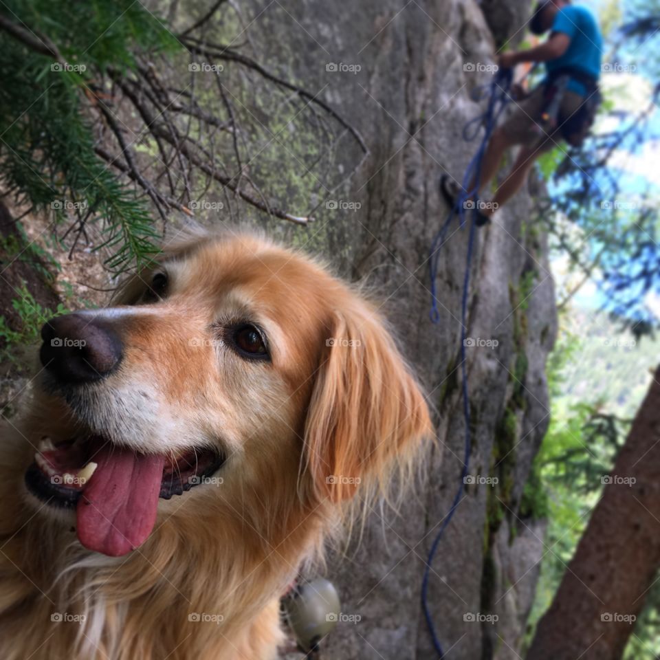 Happy dog in the woods