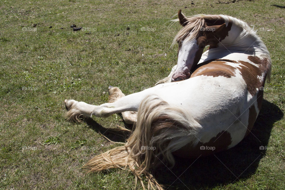 Horse is lying scratching 