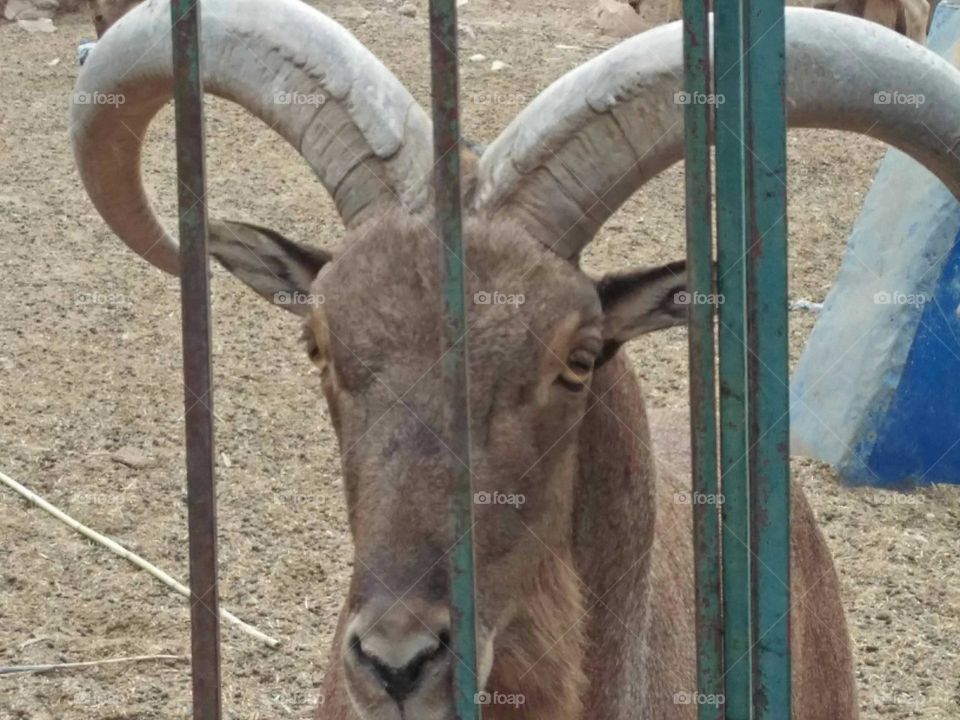 Beautiful goat looking at my camera at the zoo at agadir city in morocco.