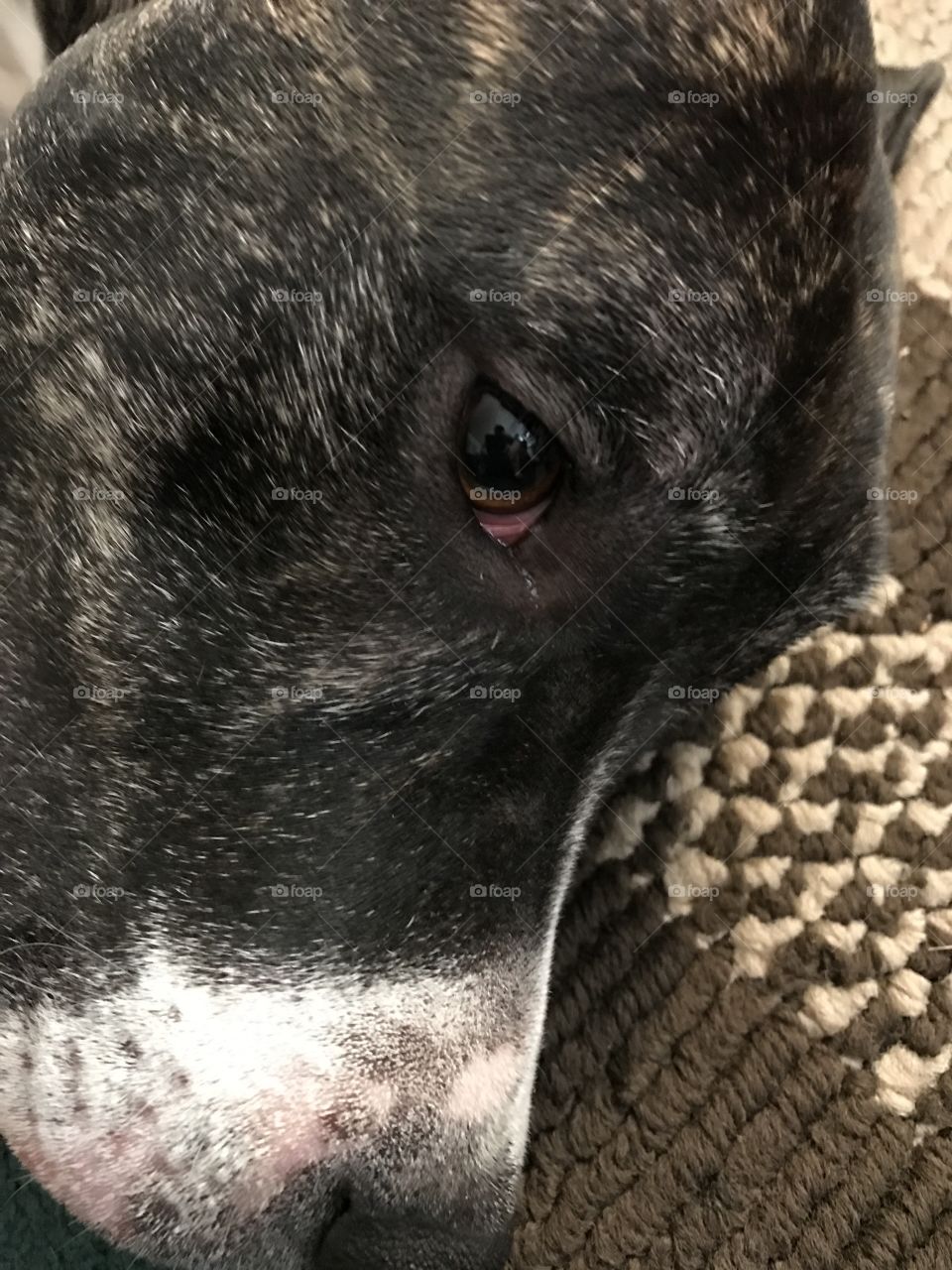 Close-up pit bull face