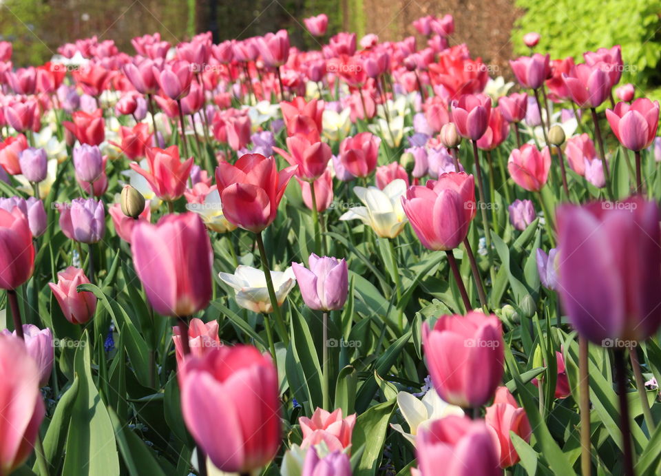 Beautiful tulip blossom