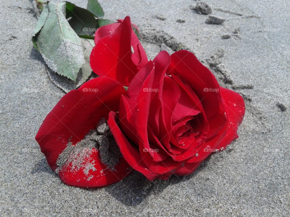 rose in the sand