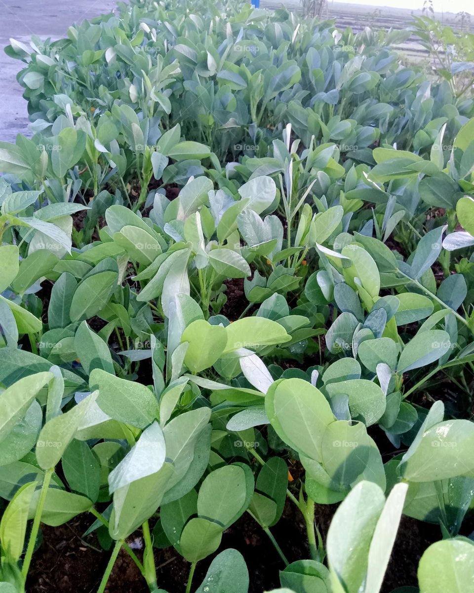Peanut plants that are neatly lined up and green