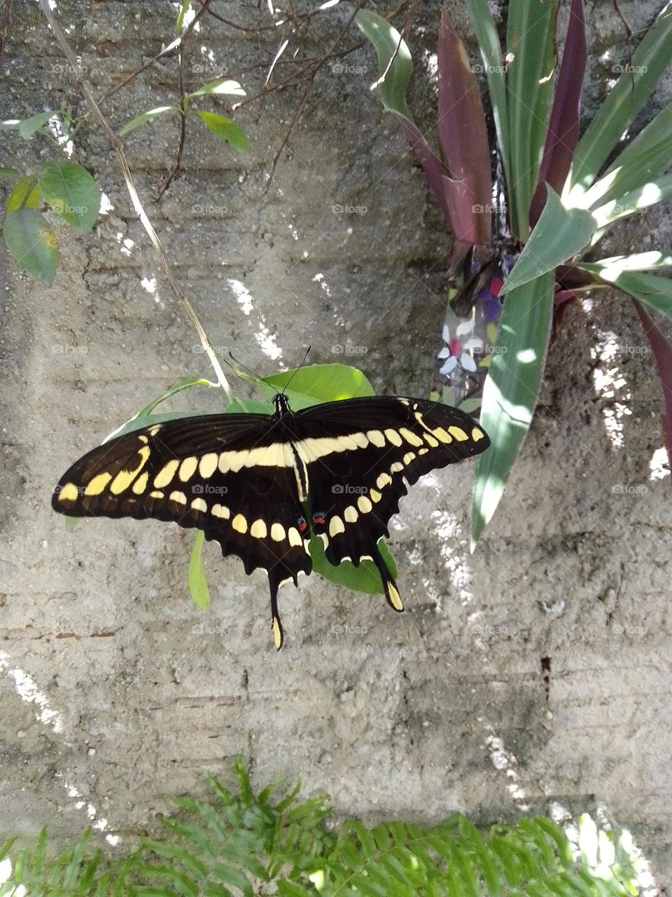 beautiful giant butterfly.
