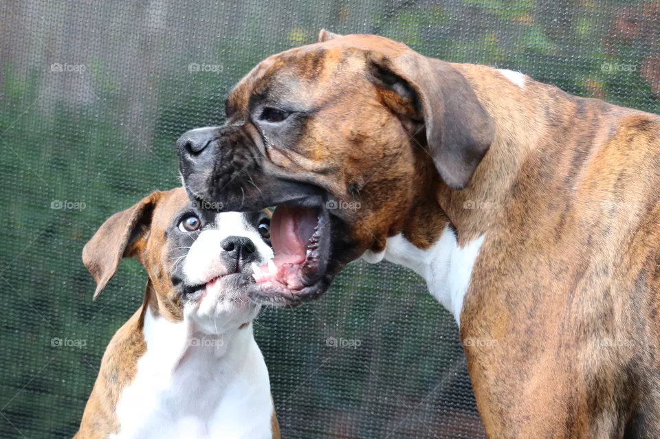 Big mouth 
