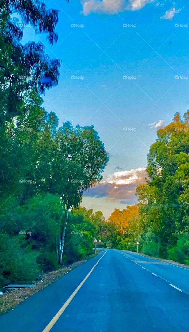 Trees around us 2020