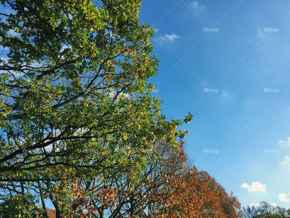Trees in october in Belgium.