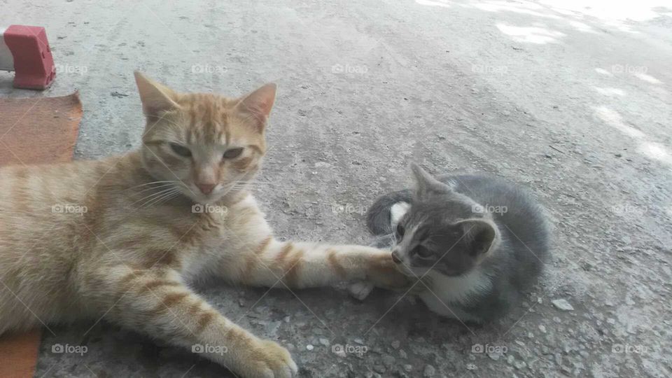 Big cat and little cat