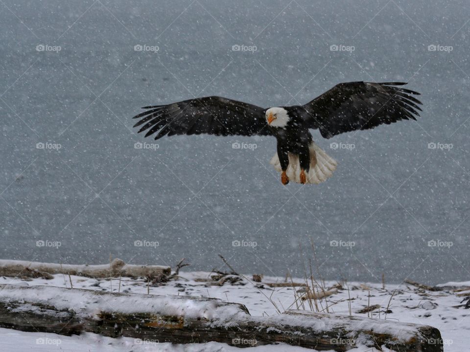 Eagle in flight