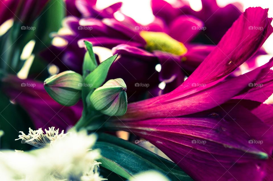 The beauty of flowers