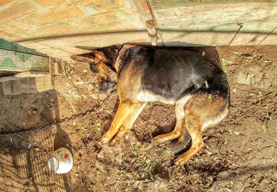 This is my dad's dog. He was taking a nap when I made this shot.