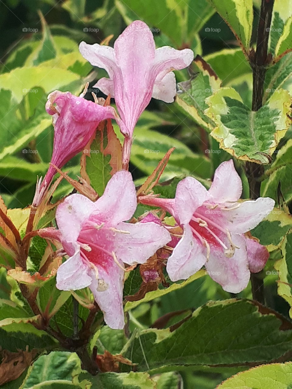 Flower, Flora, Leaf, Nature, Garden