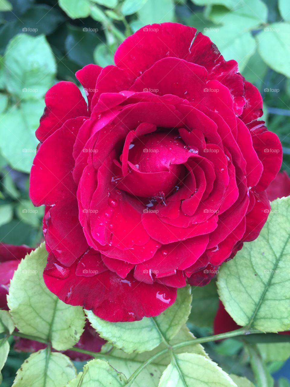 Water droplets on a rose
