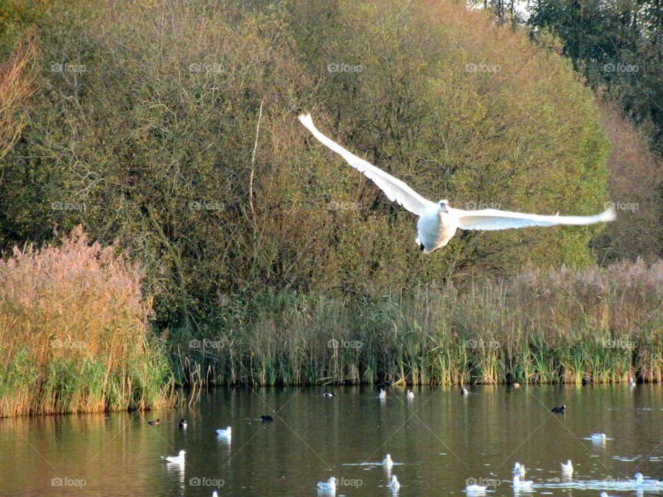 Swan landing on the lake
