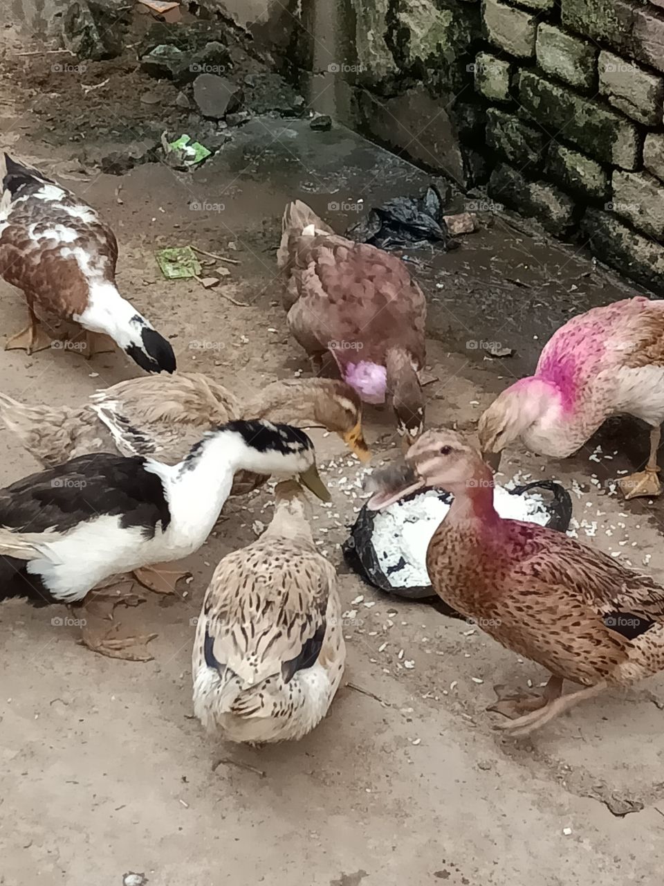 eating duck