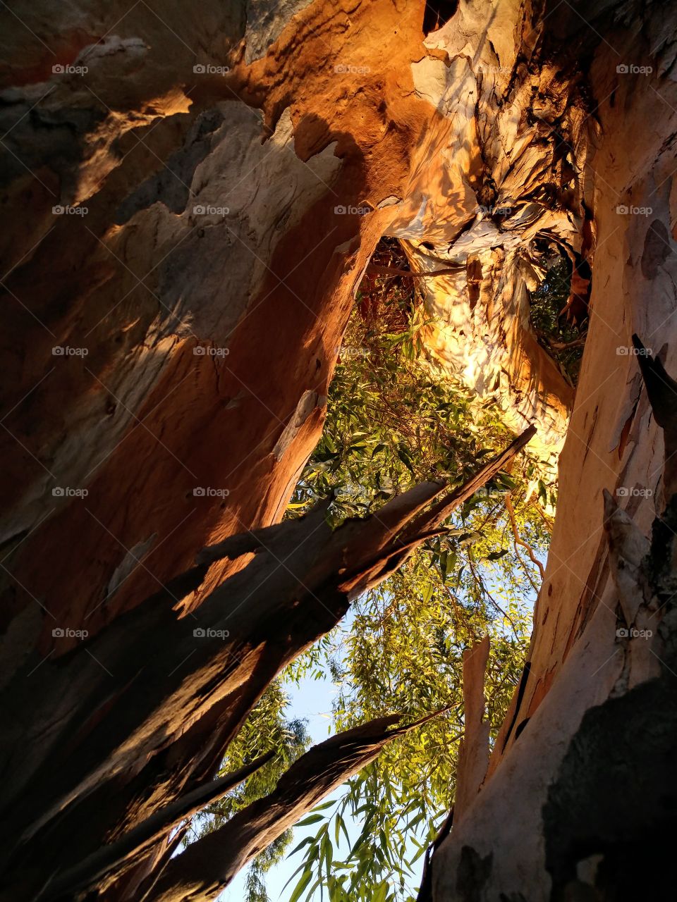 viewing partial sky and tall tree leaves through split in tree bark