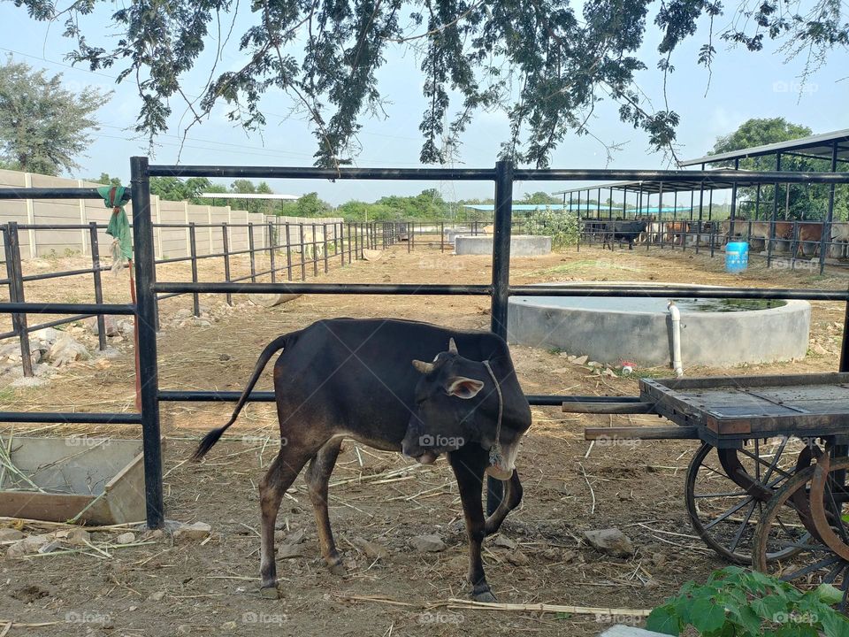 cow