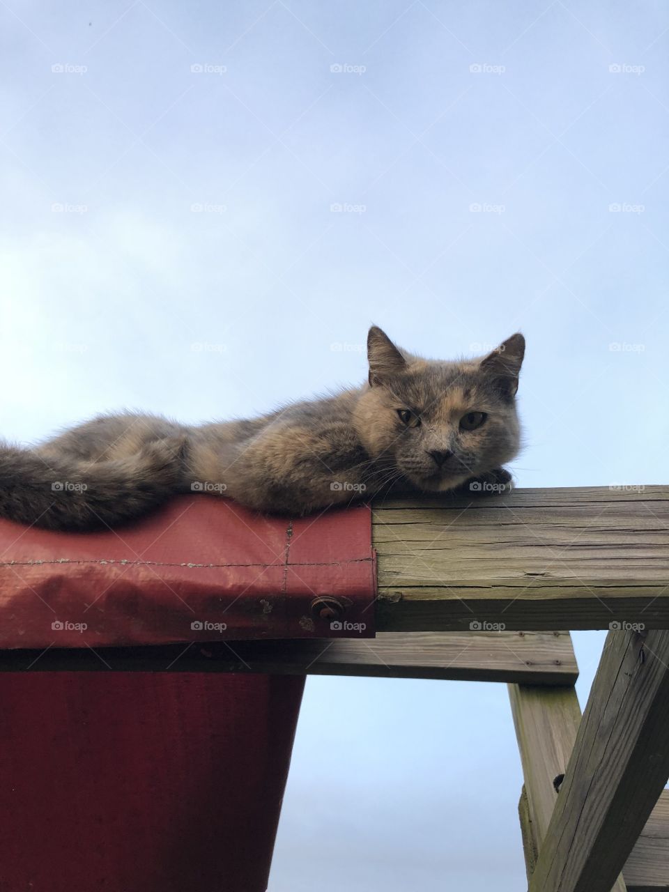 Furry friend hanging out on the swing set