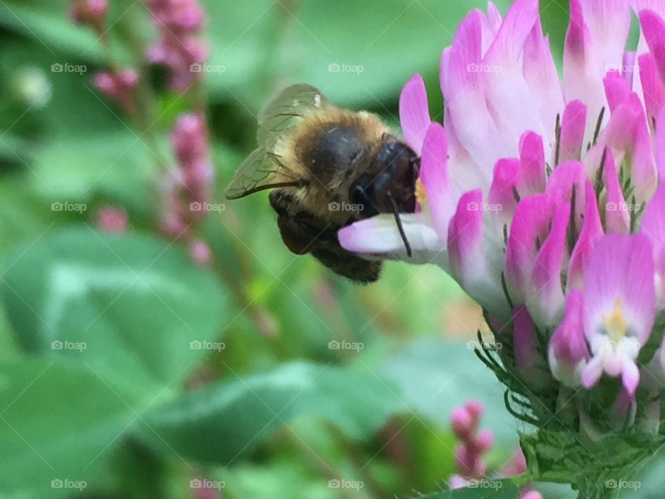 Nature, Flower, Bee, Insect, Summer