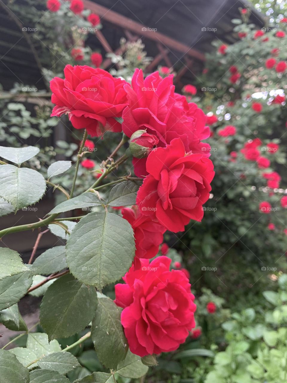 Красивая веточка розы 