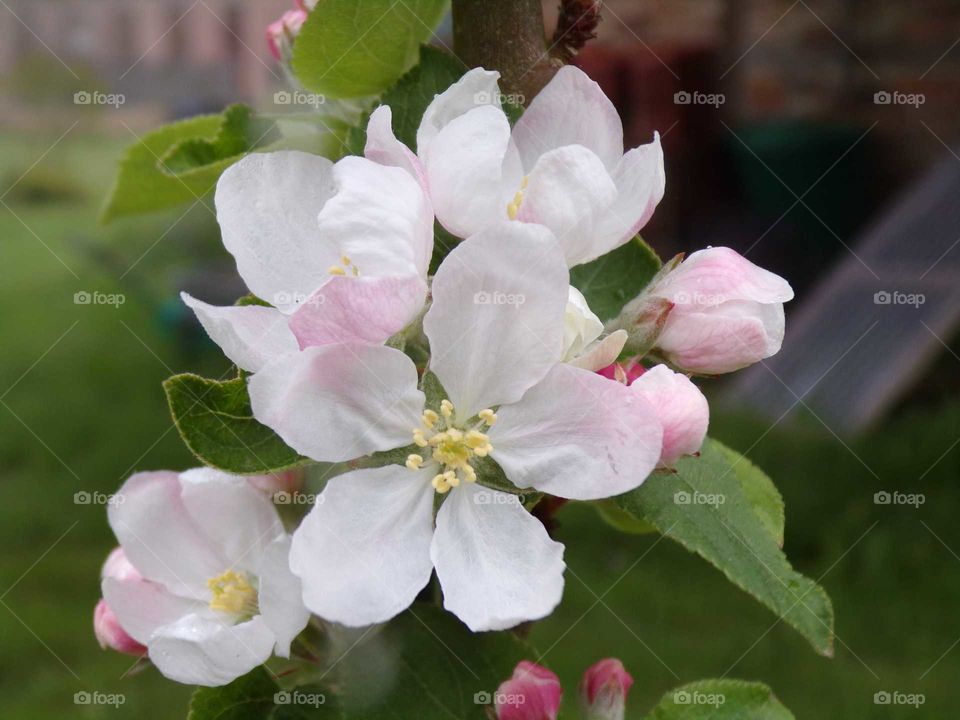 Apfelblüte im Frühling