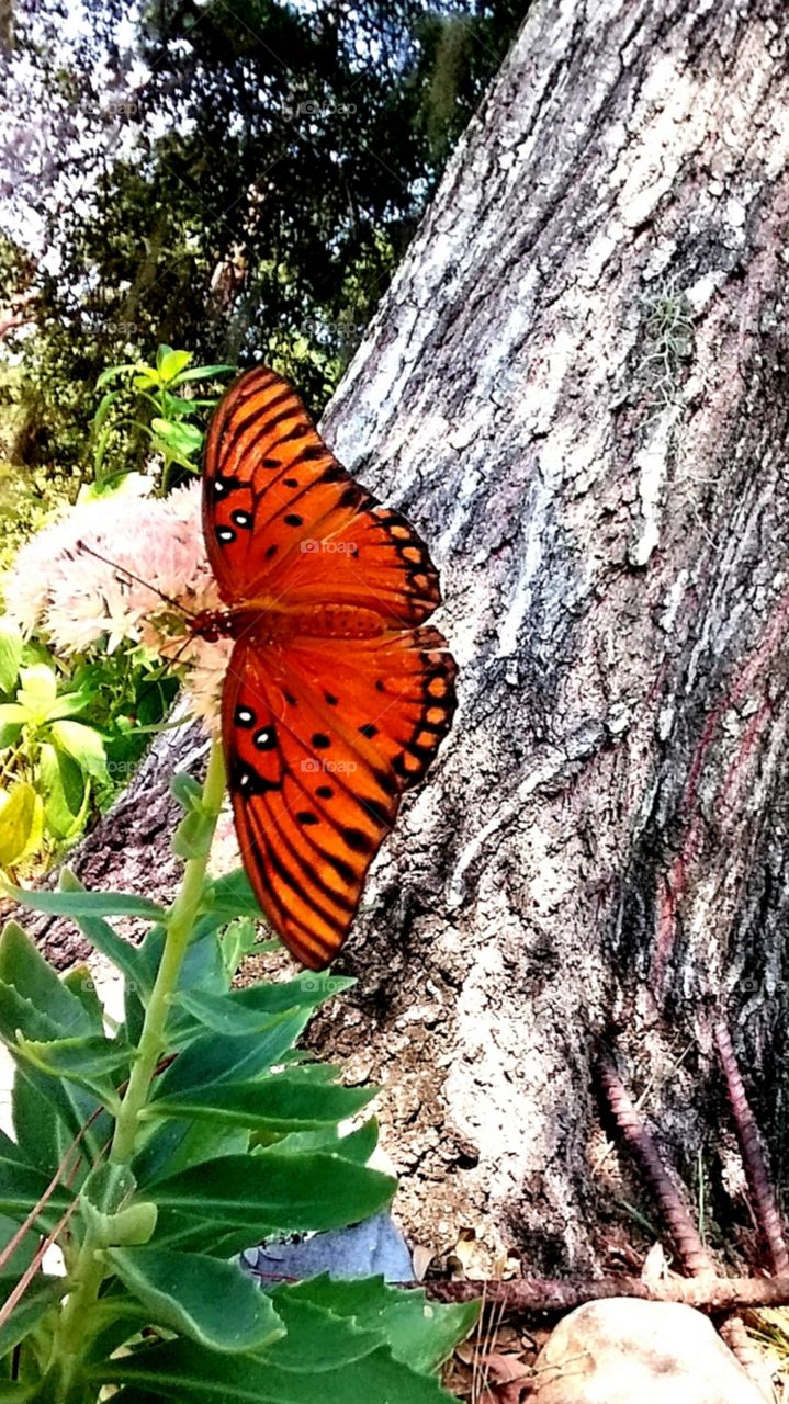 butterfly in the garden flowers trees autumn fall