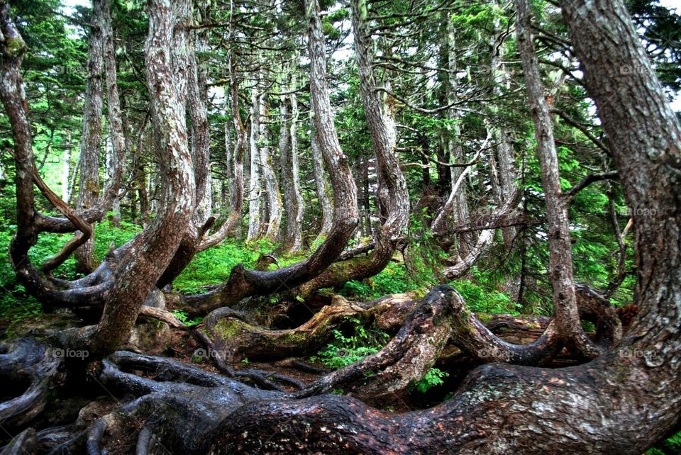 Narnia. A beautiful hike through Juno, Alaska where I discovered these amazing trees!