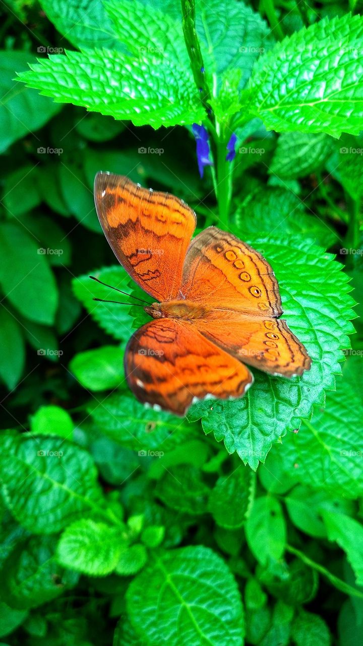 Beautiful orange butterfly perched on a leaf