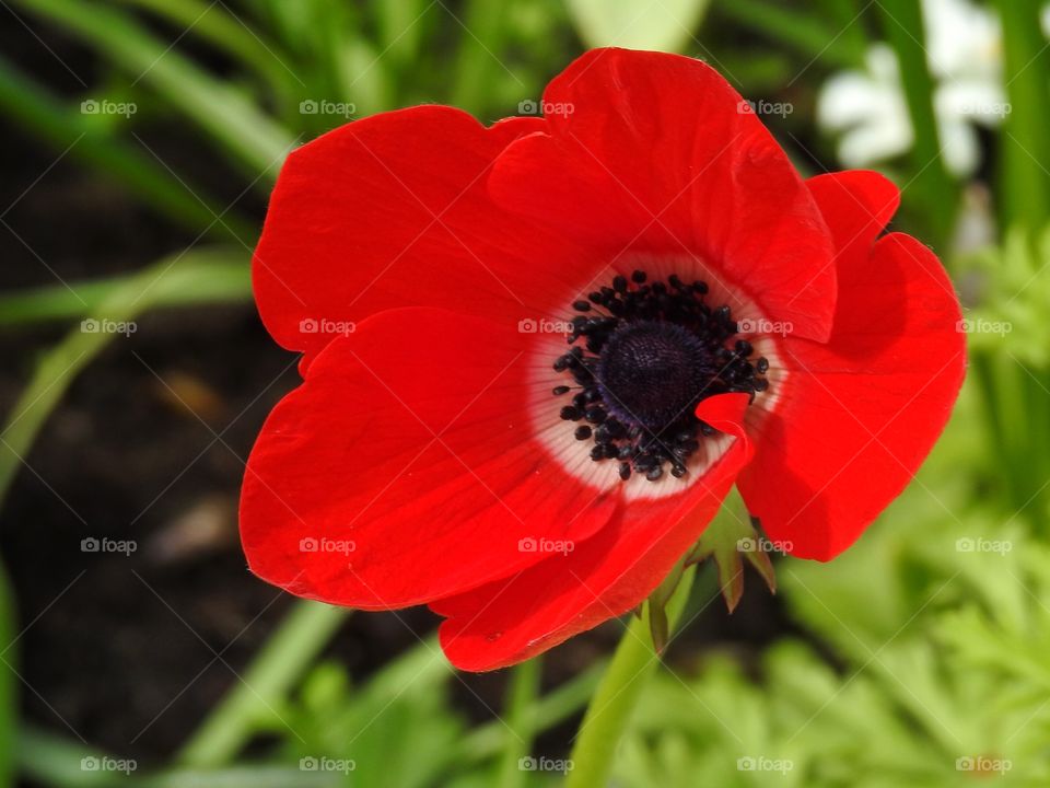 Red anemone 