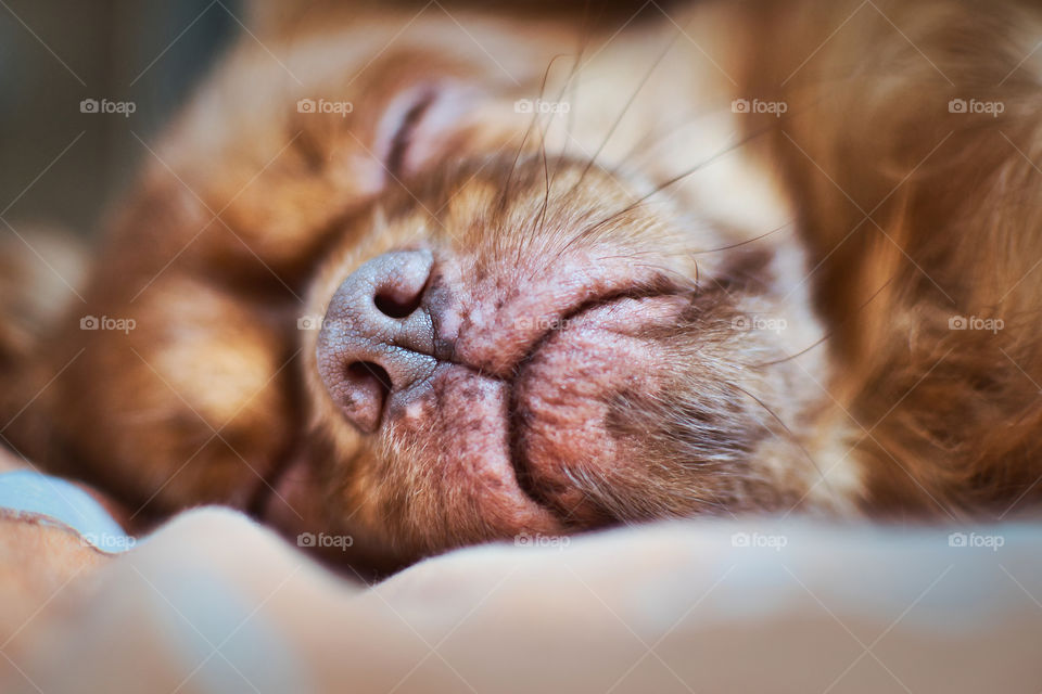 Cute little sleeping brown dog portrait