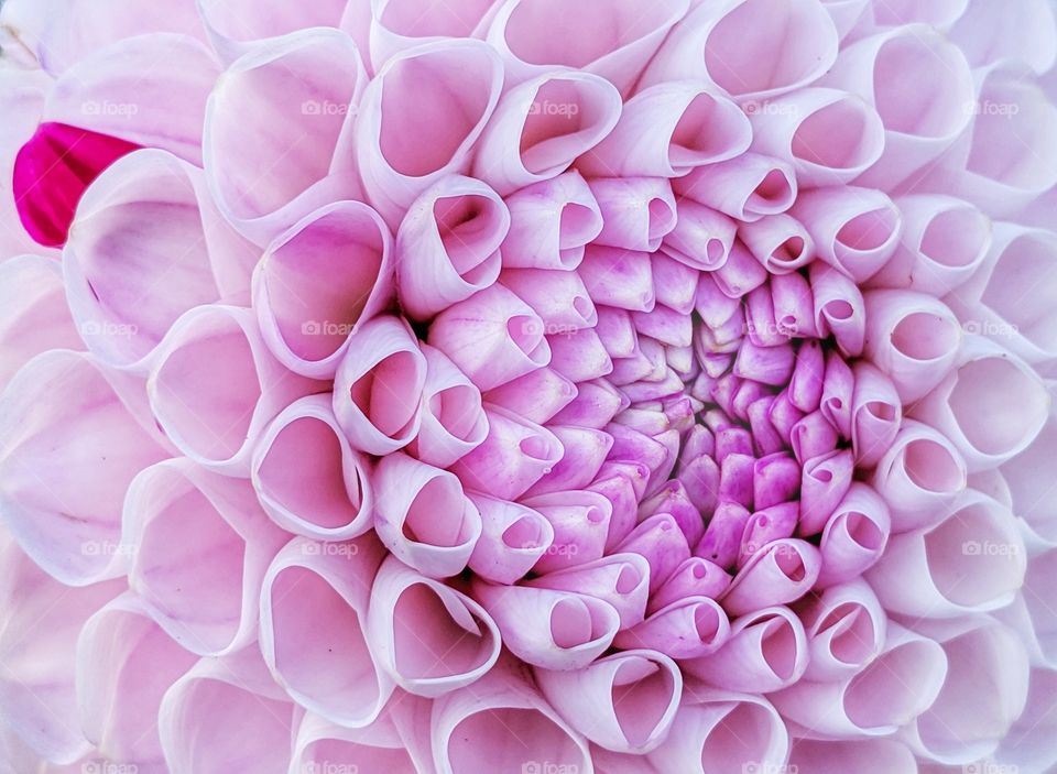 A beautiful pink dahlia flower with one red petal.