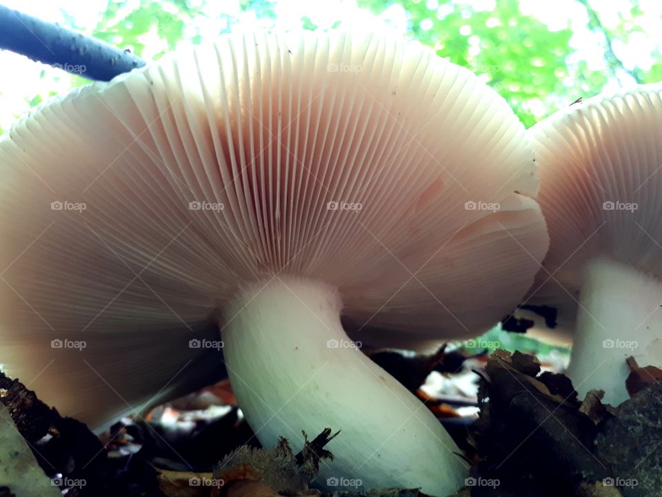 Rassula cyanoxantha - zelena krasnica