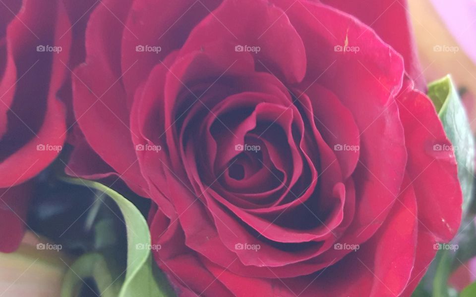 rose