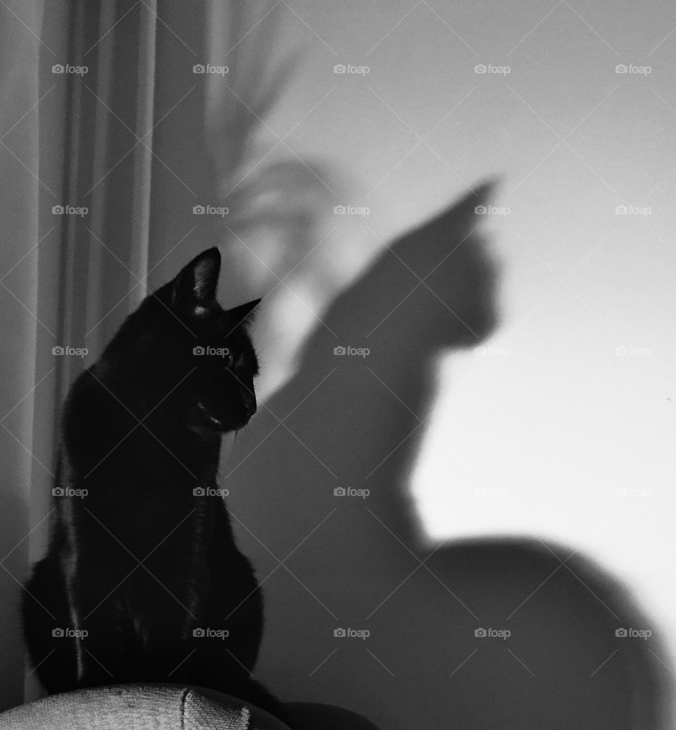 Shadowcat