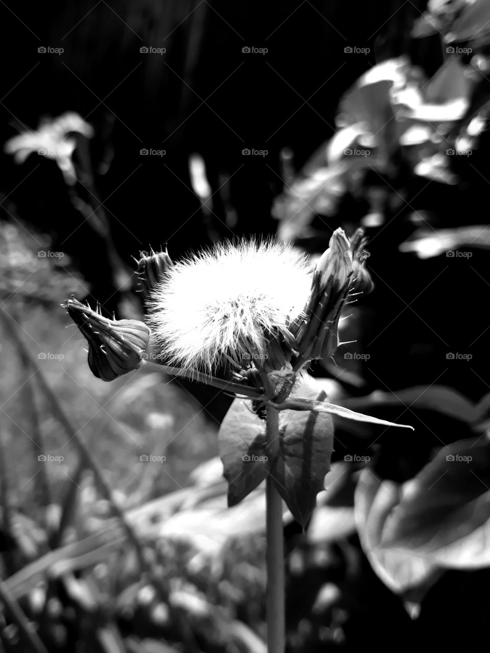 Black and white nature, flower
