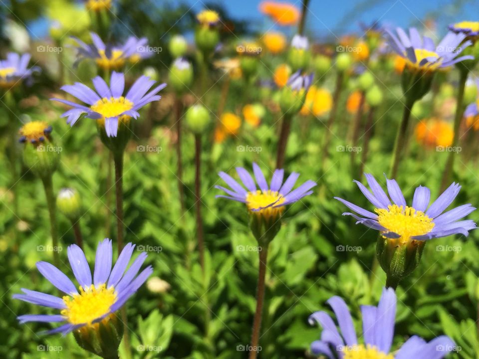 Happy flowers. Happy light blue flowers in my home