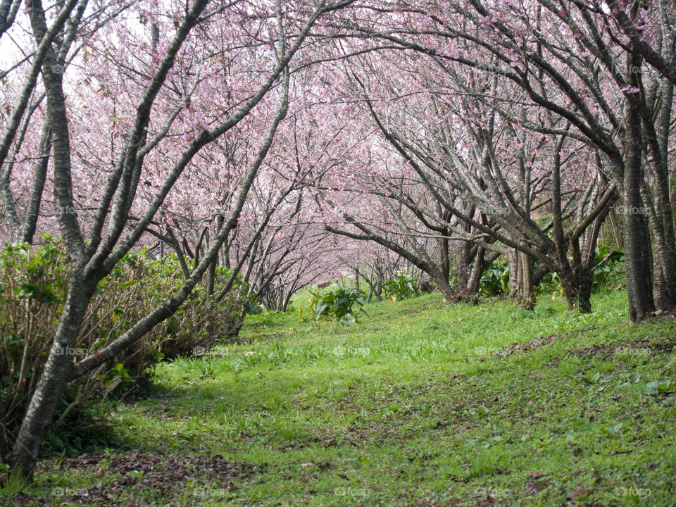 cerejeiras em flor