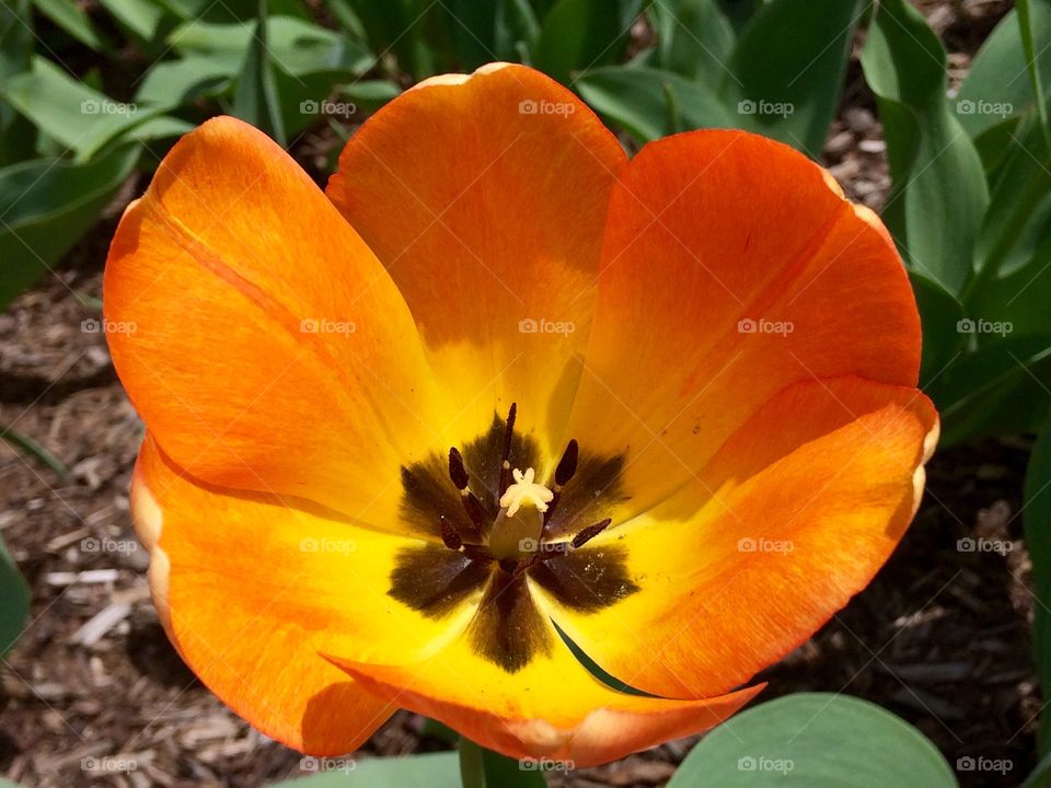 High angle view of orange tulip flower