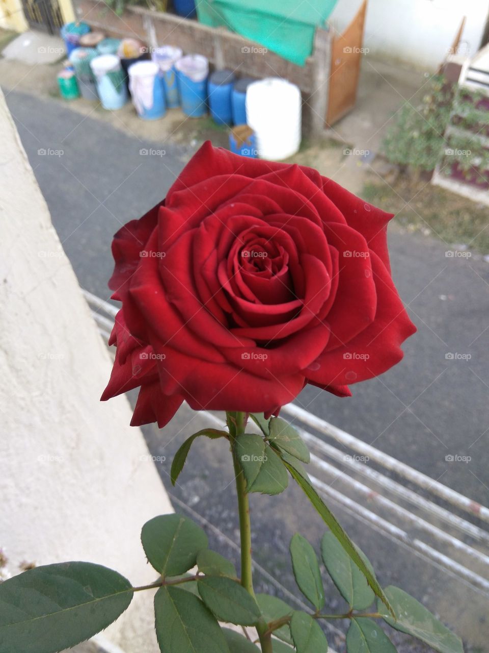 Dark Red Rose