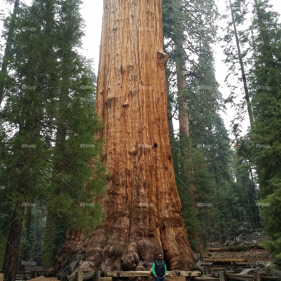 Tree, Wood, Sequoia, Conifer, No Person