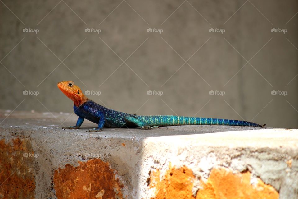 African lizard