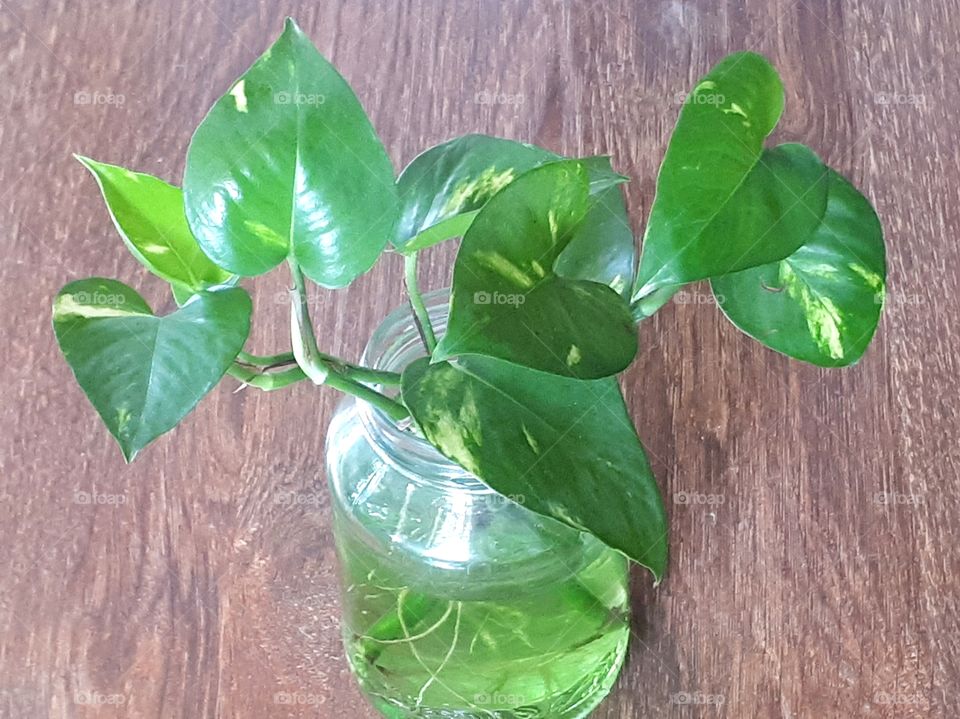 My plant, Golden Pothos