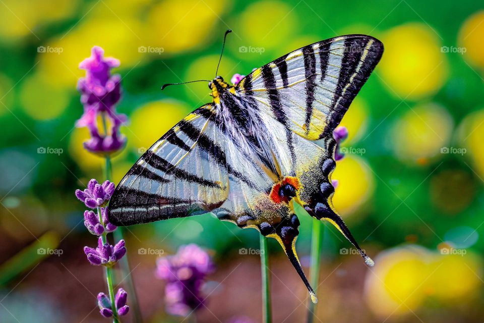 A swallowtail butterfly