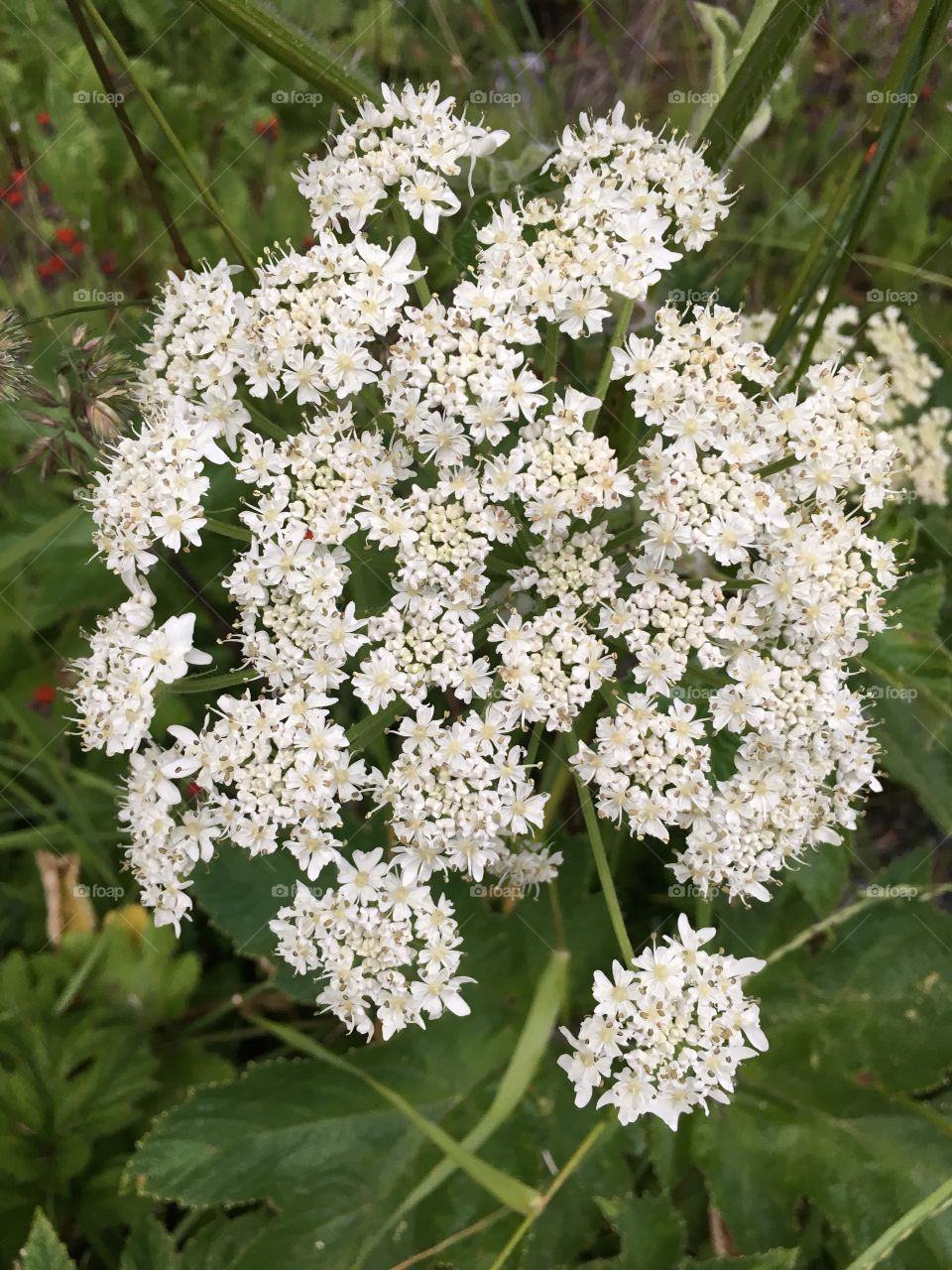 Pushki, Kodiak, Alaska