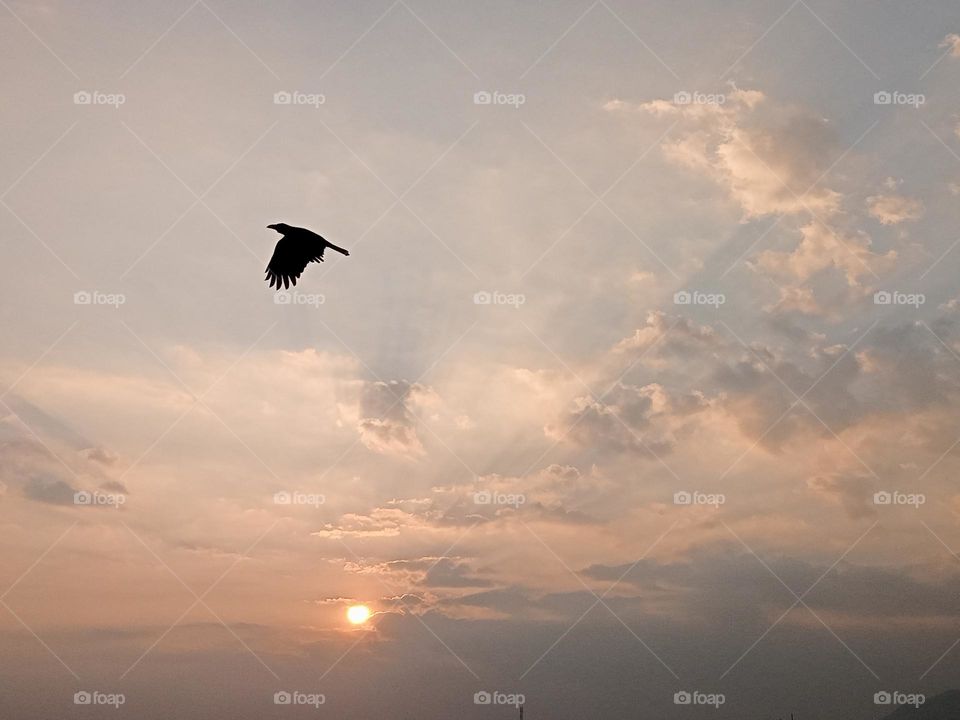 *ravarma*  return to nest / return to dreams / Good-by day /