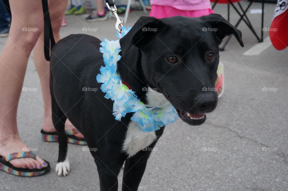 Have Leis Will Travel