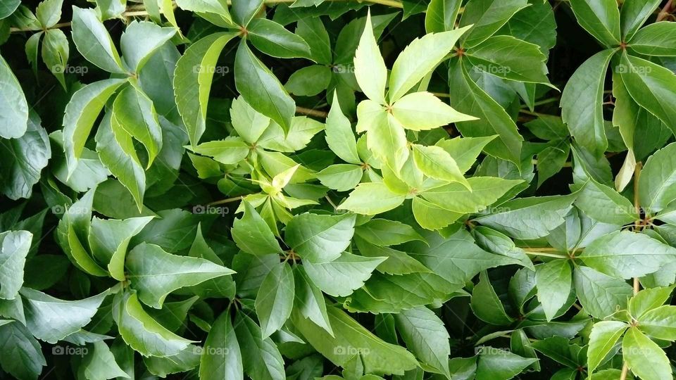 Green leaves