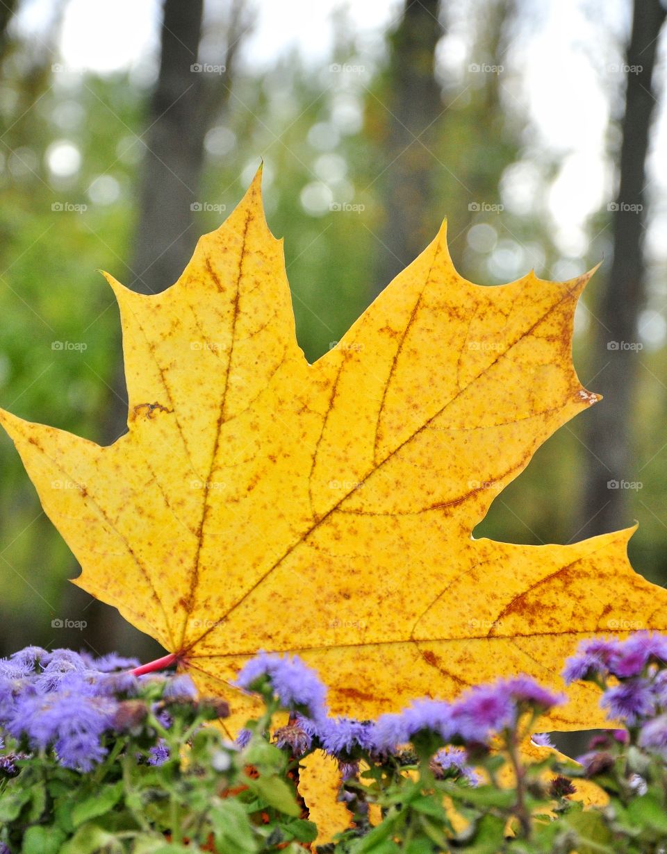 yellow maple leaf